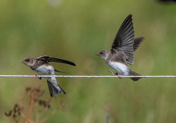 Sand Martins