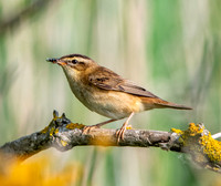 Sedge warbler