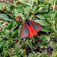 Cinnabar moth