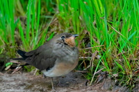 Oriental pratincole