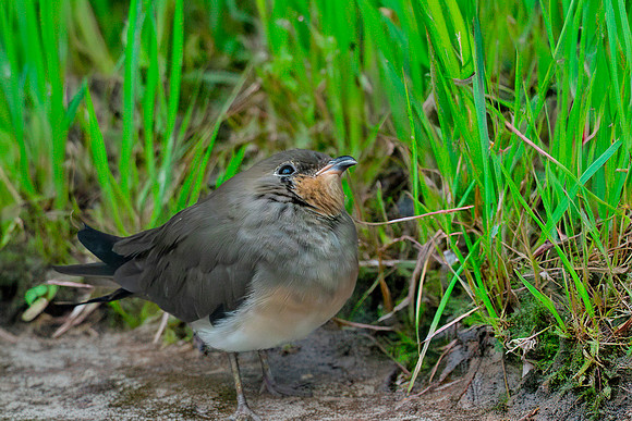 Oriental pratincole
