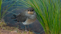 Oriental pratincole
