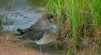 Oriental pratincole