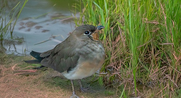 Oriental pratincole