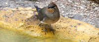 Oriental pratincole