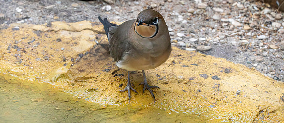 Oriental pratincole