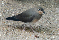Oriental pratincole