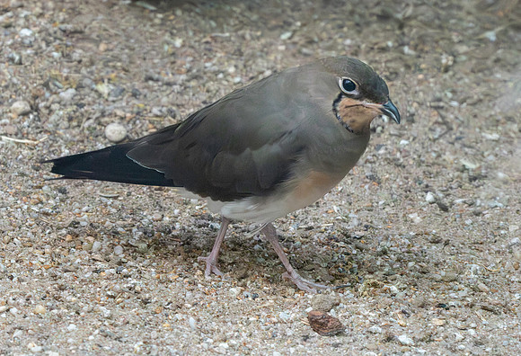 Oriental pratincole