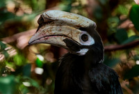Palawan hornbill
