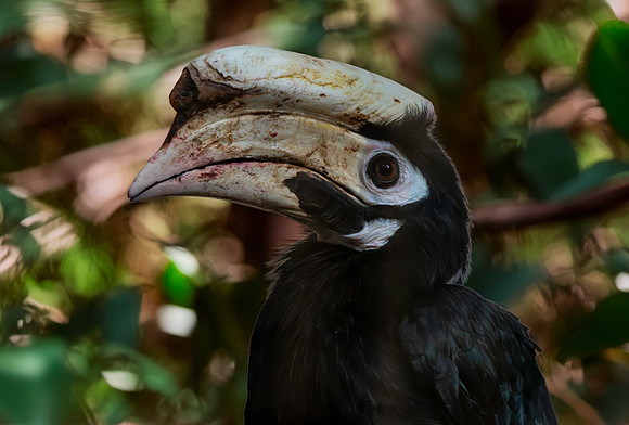 Palawan hornbill