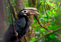Palawan hornbill