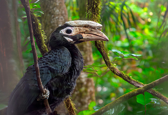Palawan hornbill