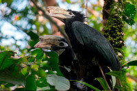 Palawan hornbill