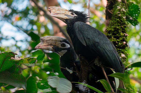 Palawan hornbill