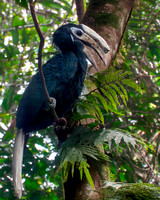 Palawan hornbill
