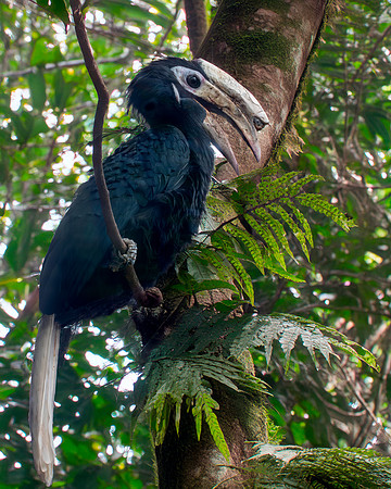 Palawan hornbill