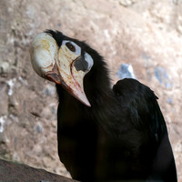 Palawan hornbill