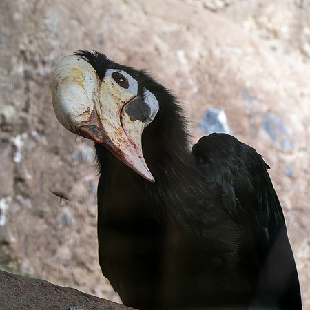 Palawan hornbill
