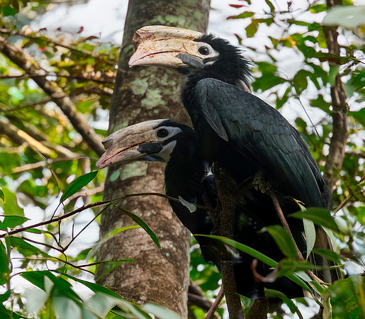 Palawan hornbill