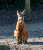 Patagonian mara