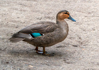 Philippine duck