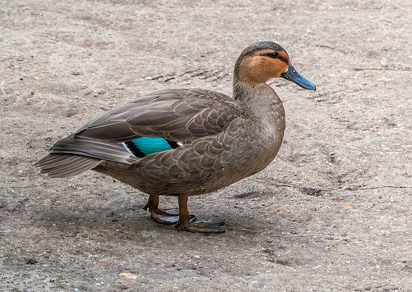 Philippine duck