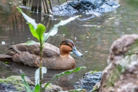 Philippine duck