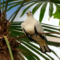Pied imperial pigeon