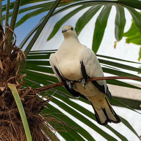 Pied imperial pigeon