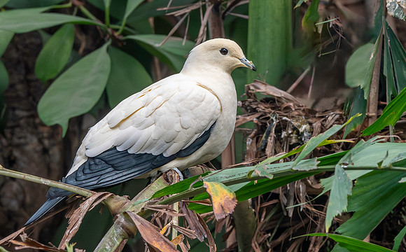 Pied imperial pigeon