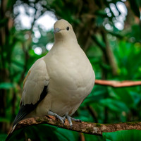 Pied imperial pigeon
