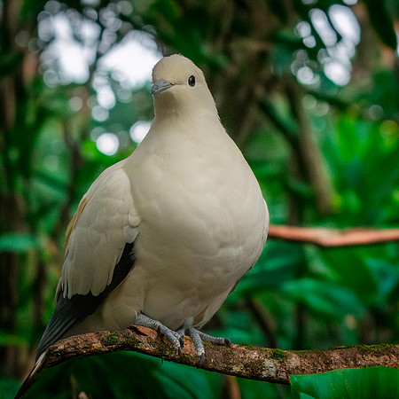 Pied imperial pigeon