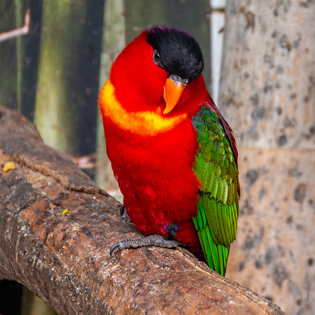 Purple naped lory