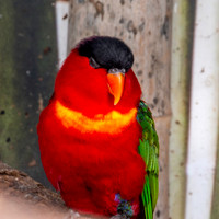 Purple naped lory