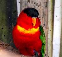 Purple naped lory