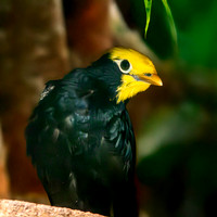 Golden crested myna