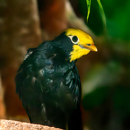 Golden crested myna