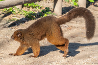 Red bellied lemur