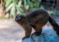 Red bellied lemur
