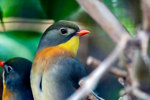 Red billed leiothrix