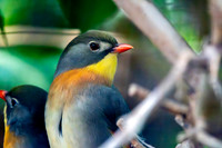 Red billed leiothrix