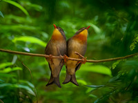Red billed leiothrix