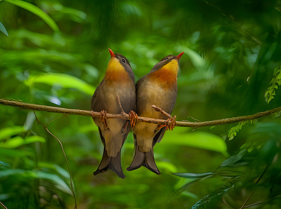 Red billed leiothrix