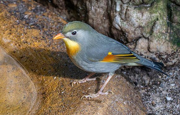 Red billed leiothrix
