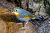 Red billed leiothrix