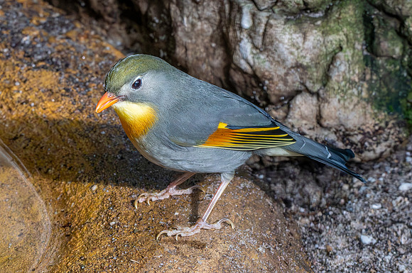 Red billed leiothrix