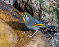 Red billed leiothrix