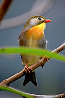 Pekin robin