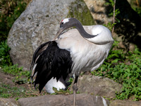 Red crowned crane