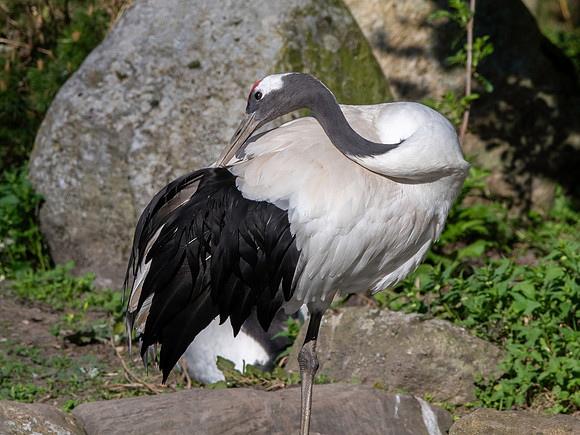 Red crowned crane